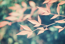 桑普多利亚惊艳表现，力克对手取胜